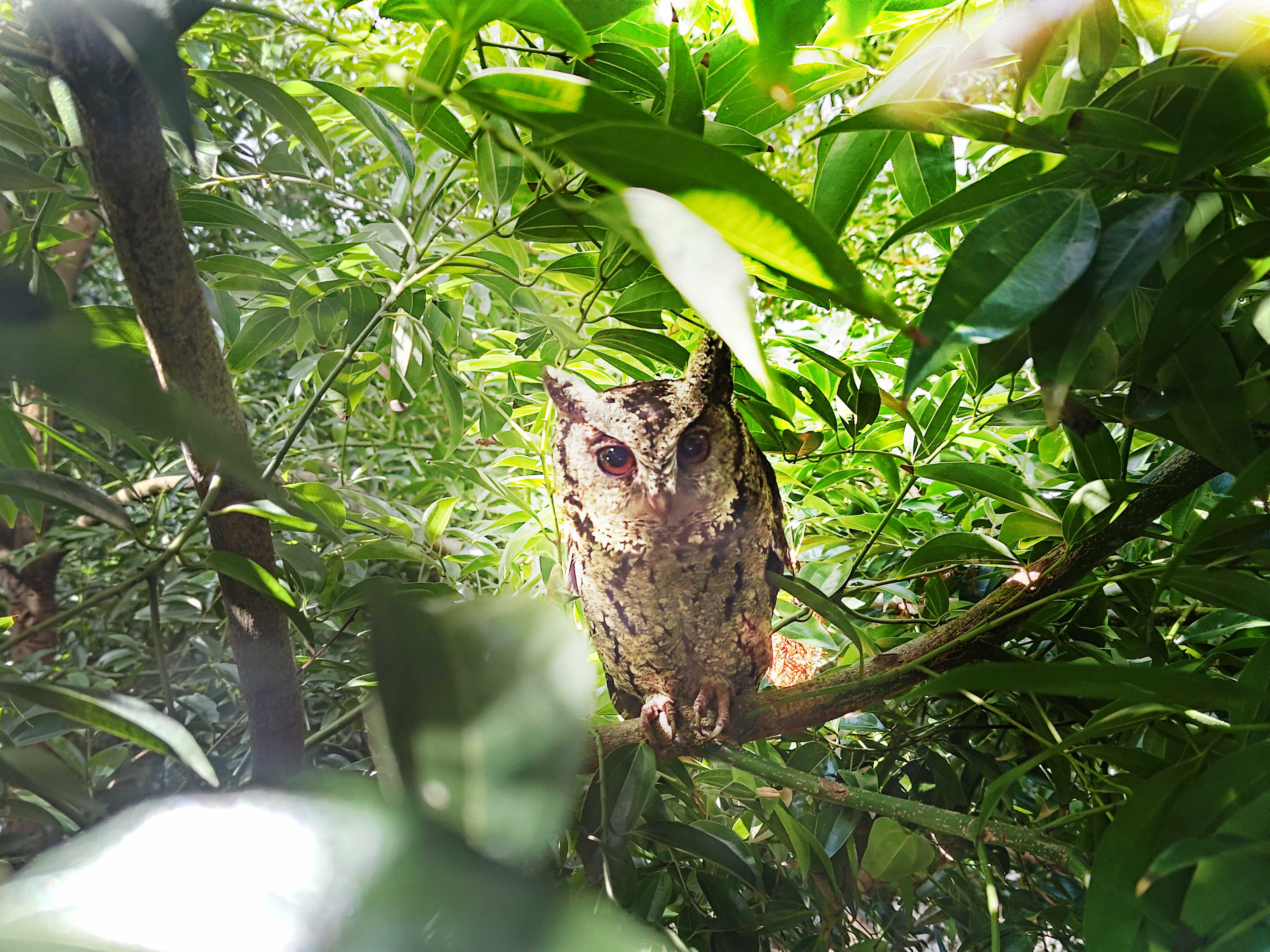 好体育官方app下载致力提倡净零绿生活，16年以来在全球各厂区植树逾百万棵，造就各厂区树木蔚然成林，犹如森林工厂，成为许多生物的栖息地